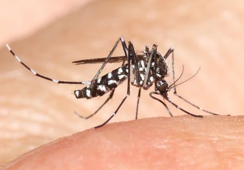 Aedes albopictus